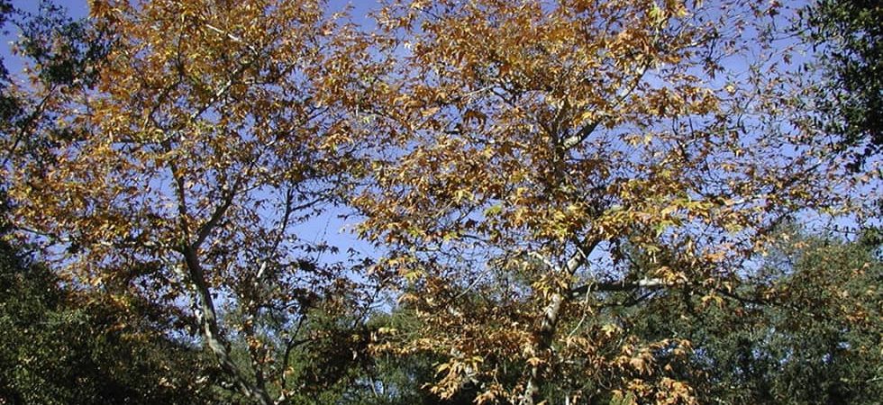 headlinepic_sycamores